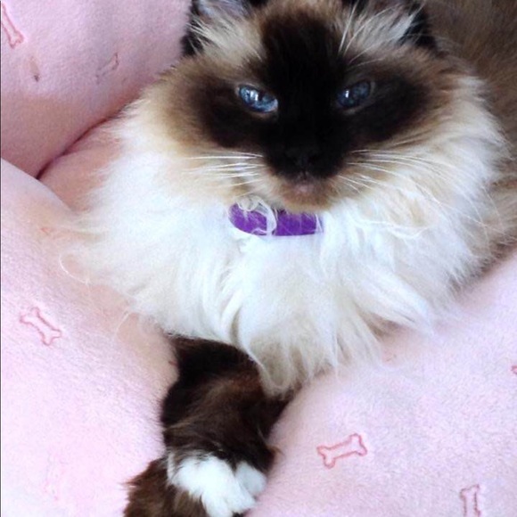 Not for sale— most of my pets, some who have passed over the Rainbow Bridge. 🥹 - Picture 9 of 16